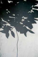 shadow of tree leaves on white grunge wall