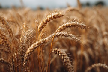 Fototapeta premium Golden wheat field close-up with blurred background, warm tones from light yellow to brown, showcasing bending stalks and dramatic cloudy sky elements for rustic-themed projects