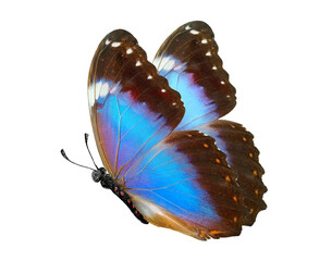 blue colorful morpho butterfly isolated on transparent background. bright colorful butterfly in flight