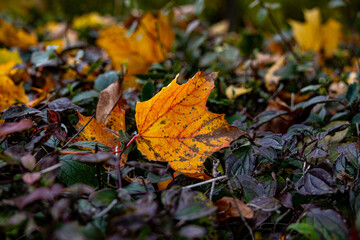 Buntes Herbstlaub, ein rotbraunes Ahornblatt