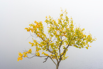 a mountain birch by the water in fog