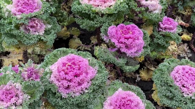 Decorative cabbage with a pink center
