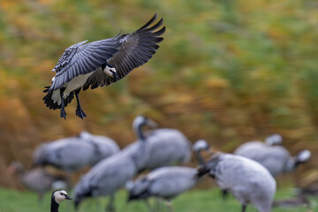 Wachsam im Anflug – Nonnengans und Kranichsilhouetten