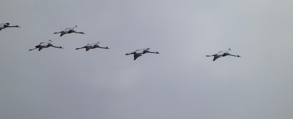 Synchron durch den Himmel - Kraniche im Schwebeflug