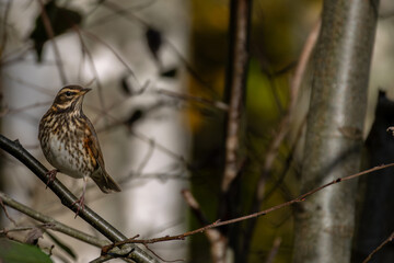 Wood bird Redwing, Turdus iliacus, sits on tree branch.