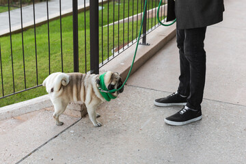 Pug in green scarf standing near owner and pissing during walk.