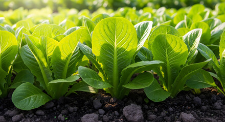 Green Lettuce Growing in Garden Soil