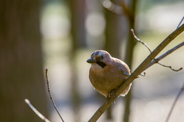 A Eurasian Jay perches quietly on a bare branch in the woods, its subtle colors highlighted by soft light. This portrait captures the watchful beauty of the wild bird in its natural forest habitat.