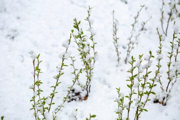 Fresh green buds on a bush are unexpectedly covered in snow during a late spring snowfall. This highlights nature's resilience and the surprising contrasts of seasonal change.