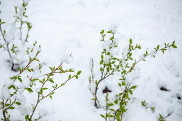 Fresh green buds on a bush are unexpectedly covered in snow during a late spring snowfall. This highlights nature's resilience and the surprising contrasts of seasonal change.