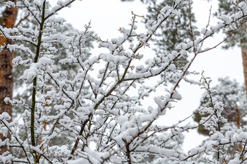 The delicate branches of a wild plum tree are heavily laden with fresh, fluffy snow after a snowfall. This winter scene highlights the intricate beauty and peaceful stillness of the cold season.