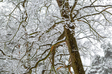 The intricate branches of an old tree are heavily laden with fresh snow. The winter scene creates a beautiful natural pattern, highlighting the stark beauty of the cold season.