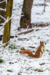 A cute Red Squirrel stands alert in the fresh snow, its bushy tail bright against the white ground. The curious rodent searches for food amongst patches of green grass in a winter park setting.
