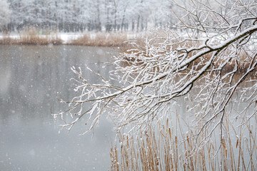 Snow-covered tree branches hang over a tranquil lake during a winter snowfall. Reeds stand by the water's edge, creating a serene and picturesque landscape scene of quiet beauty.