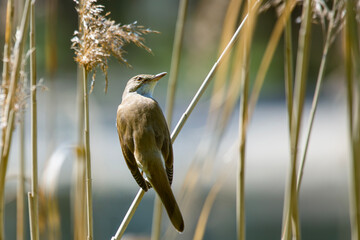 A Great Reed Warbler perches skillfully on a tall, dry reed stalk near the water's edge. The small songbird blends into its natural wetland habitat, bathed in bright sunlight.