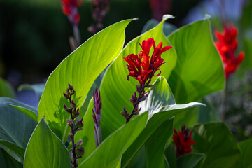 Vibrant red Canna Lily flowers and large green leaves are beautifully backlit by the sun. The glowing foliage contrasts with the dark, blurred background, highlighting the plant's tropical beauty.
