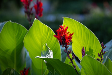 Vibrant red Canna Lily flowers and large green leaves are beautifully backlit by the sun. The...