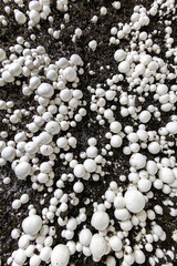 A high-angle, top-down view of fresh white button mushrooms growing densely on a commercial farm. The scene creates a natural pattern, highlighting the abundance of a fresh harvest.