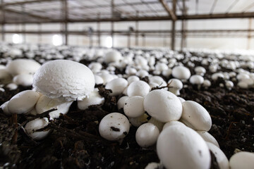 A selective focus, close-up shot of a white button mushroom growing in a dark, controlled farm environment. The fresh fungi are part of an industrial-scale harvest for food production. © Sodel Vladyslav