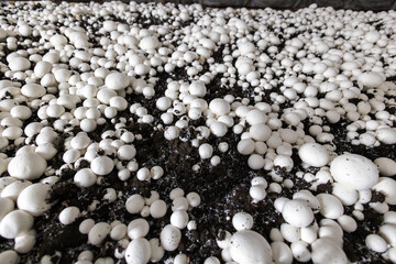A high-angle view of white button mushrooms growing densely on a commercial farm. This abundant...