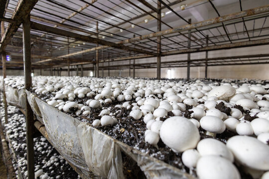 A dense bed of fresh white button mushrooms growing in a dark, controlled farm environment. This low-angle view highlights the industrial scale of modern fungi cultivation.