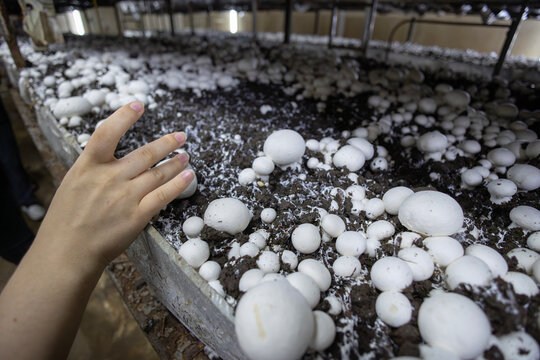 A worker's hand inspects fresh white button mushrooms growing in a commercial farm during harvest. The scene shows the manual labor and care involved in fungi cultivation and food production.