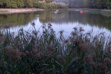 Snow-covered reeds stand before a misty winter lake behind wooden railings. The serene, muted landscape captures the quiet stillness and melancholic beauty of a cold, snowy day in nature.