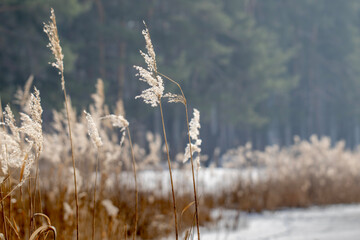 Tall, dry reeds covered in frost stand sentinel beside a frozen, snow-covered lake during winter. The quiet scene captures the serene beauty of a cold, muted landscape with a forest beyond.