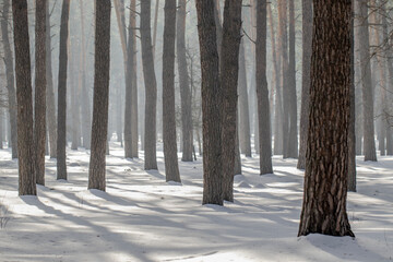 Long shadows stretch across the snow in a tranquil pine forest, with haze filtering the sunlight between the trees. The atmospheric scene captures the quiet, peaceful beauty of a winter morning.