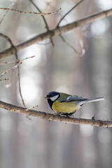 A Great Tit perches on branch in a winter forest. The scene highlights the small bird's vibrant colors against the intricate pattern of bare, frosty twigs.