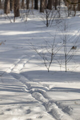 Ski tracks wind through fresh snow in a sunny winter forest. Long shadows create beautiful patterns on the bright, untouched ground, capturing the tranquility of outdoor winter activity.