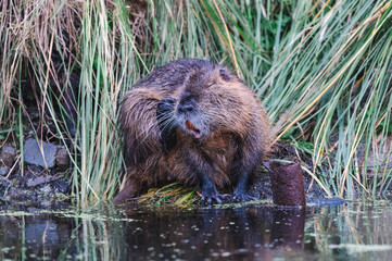Nutrias Ufernähe