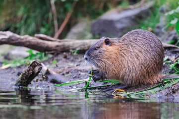 Nutrias Ufern&auml;he