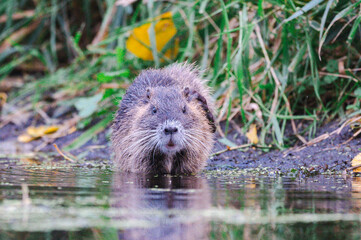 Nutrias Ufern&auml;he