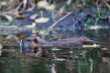 Nutrias Ufern&auml;he