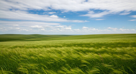 Fototapeta premium Vast green field under a blue sky with white clouds, a beautiful natural landscape