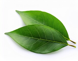 Fototapeta premium close up green leaves isolated on white