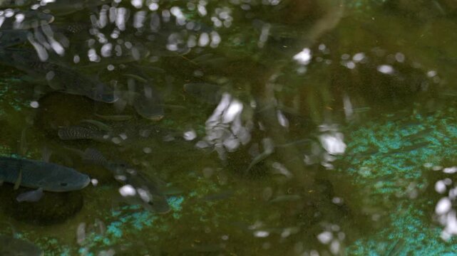School of tilapia fish swimming in an aquaculture pond