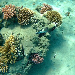 coral reef of the redsea