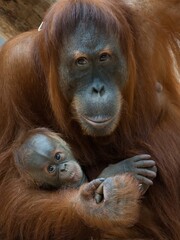 Sumatran orangutan