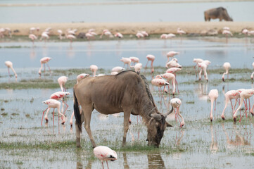 flamingos in the lake