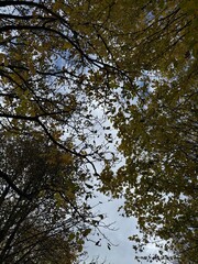 trees and sky