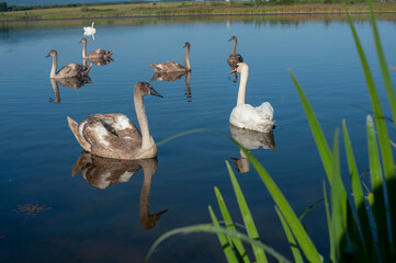 A family of swans with their babies on the shore of the pond, in the morning they swim to the camp...