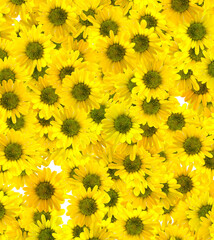 Yellow daisy flowers random background