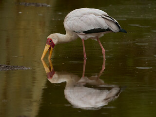 Yellow-billed stork feeding and reflected in the water, Manyoni Game Reserve, Kwazulu-Natal, South Africa.