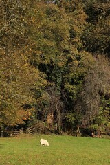 Sheep grazing near forest on sunny autumn day in rural Ireland 