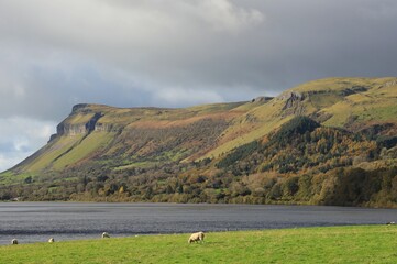 Sheep grazing in field near Glencar Lough against backdrop of Kings Mountain on autumn day. County Leitrim, Ireland