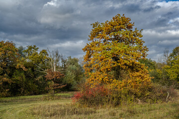 Bunte Herbstlandschaft mit einem gro&szlig;en Baum und farbigen Bl&auml;ttern