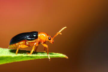 Bright orange leaf beetle perched on a textured green leaf