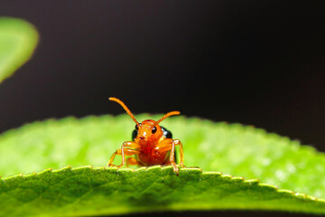 Bright orange leaf beetle perched on a textured green leaf